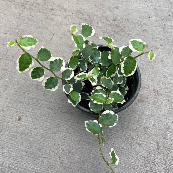 Ficus Pumila Variegata / Variegated Creeping Fig ( Jiffy Bag) - Image 3