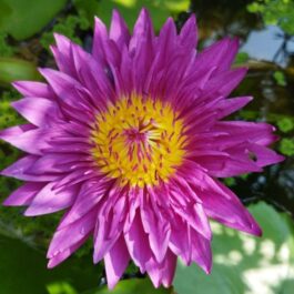 Bulls Eye waterlily (plant)