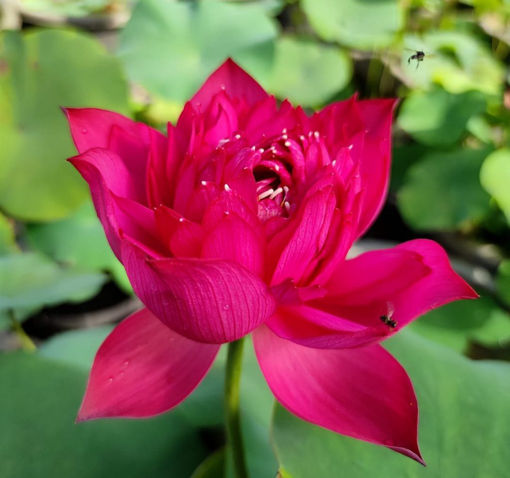 Lotus Tubers Beginners Combo ( 3 Tubers) Buy Aquarium Plants and