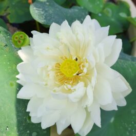 Lotus Tubers Beginners Combo (3 Tubers)