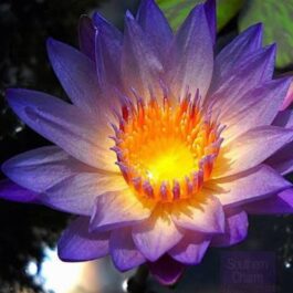 Southern Charm Waterlily Tuber (1 Tuber)