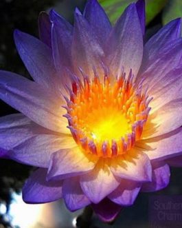Southern Charm Waterlily Tuber (1 Tuber)