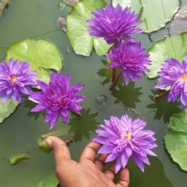 King of Siam Waterlily (1 Plant)