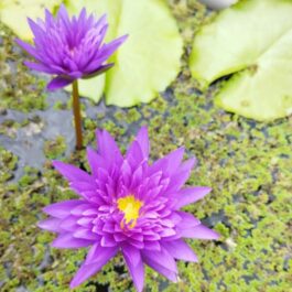King of Siam Waterlily (1 Plant)