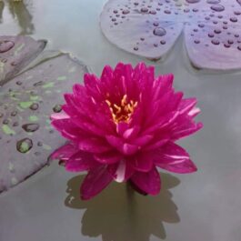Jakkaphong Waterlily (1 Plant)
