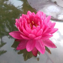 Jakkaphong Waterlily (1 Plant)