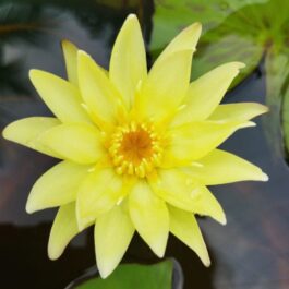 Carlas Sunshine Waterlily ( 1 tuber)