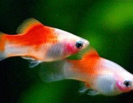 Kohaku red top platy ( 5 pcs )