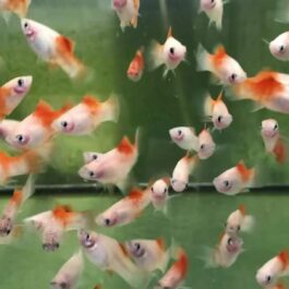 Kohaku red top platy ( 5 pcs )