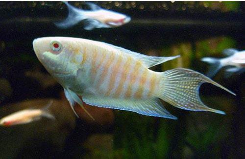 Albino Paradise pair - Image 3