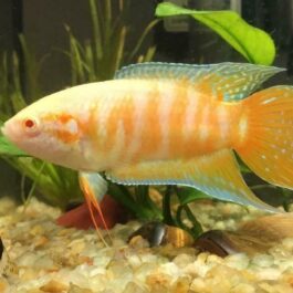 Albino Paradise pair