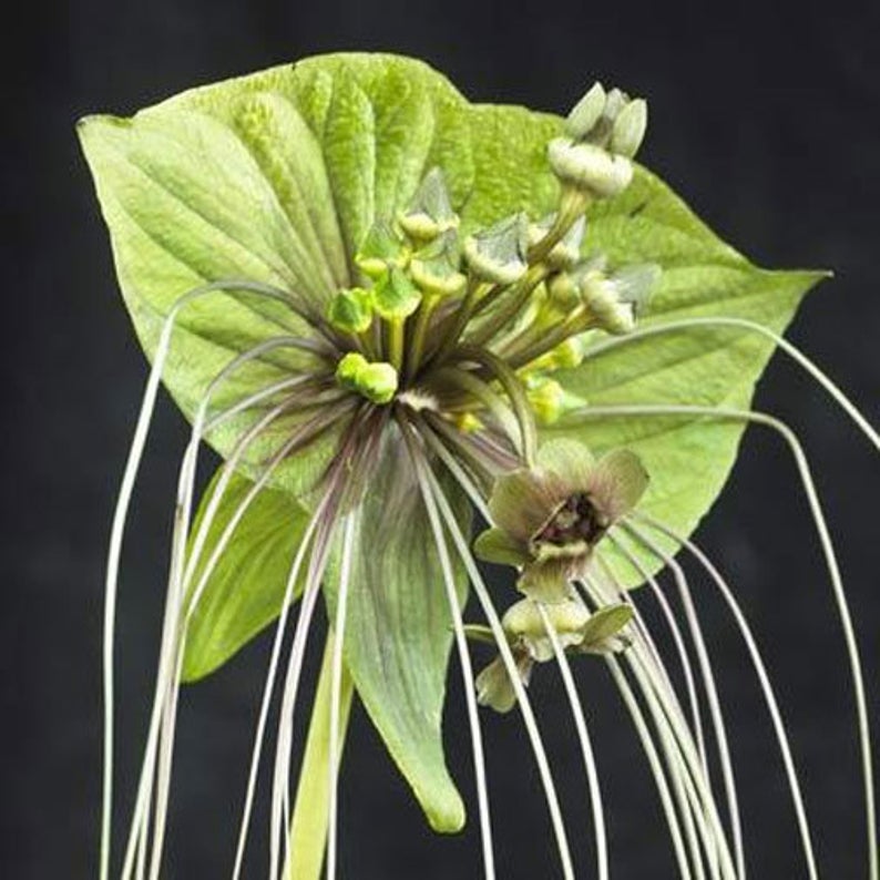 Bat flower plant (3 plant combo) - Image 9