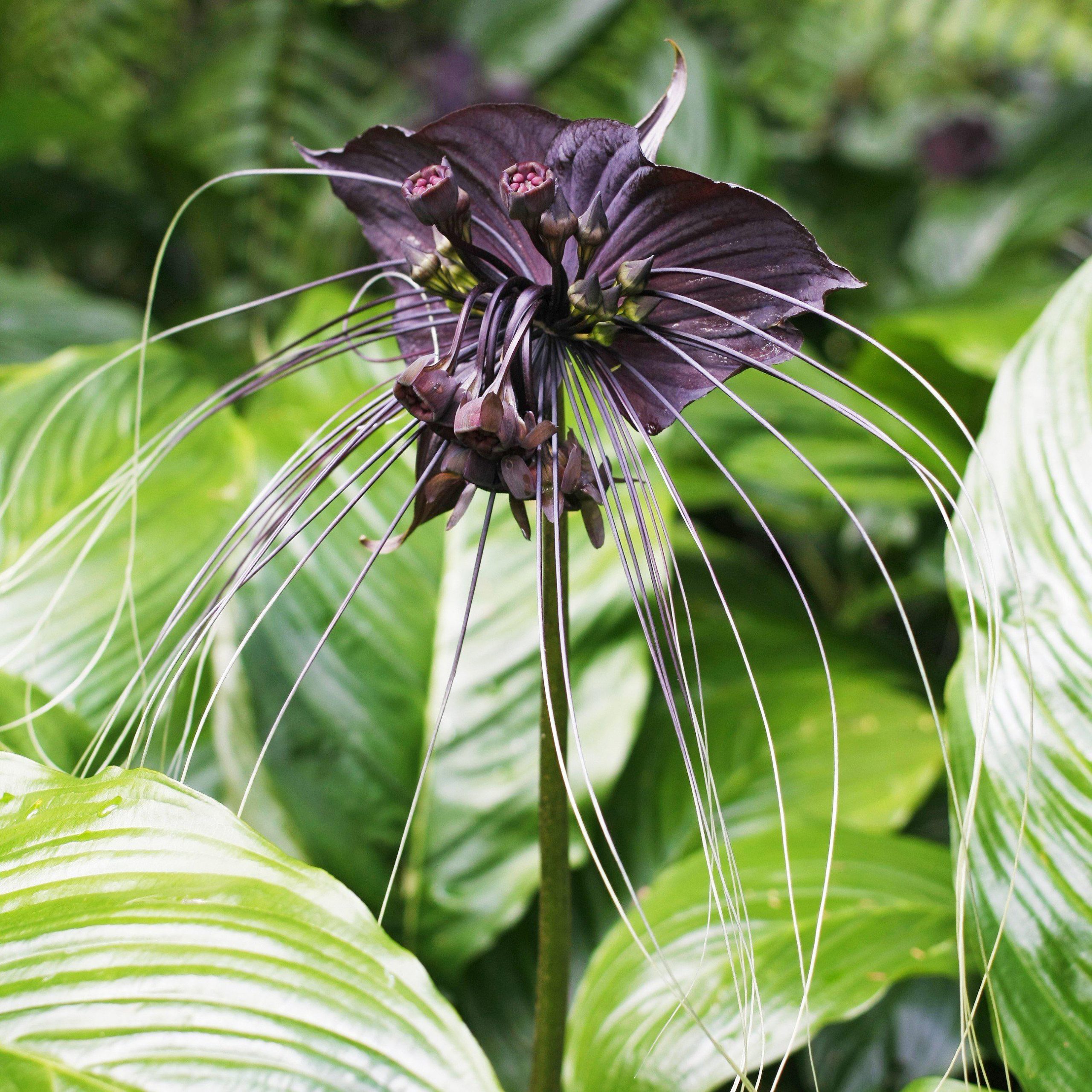 Bat flower plant (3 plant combo) - Image 11