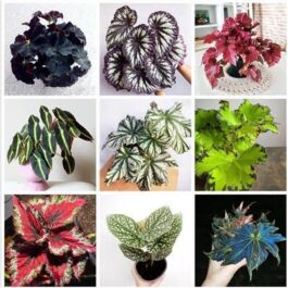 Begonia Combo (10 varieties)