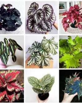 Begonia Combo (10 varieties)