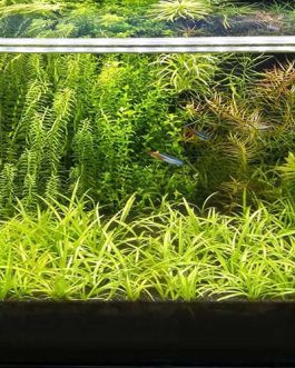 Aquarium Walstad Clay Soil (loose-1 kg)