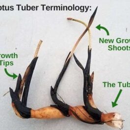 Rose Pink / Heart Blood / New Star 1 Combo