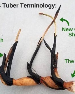 Rose Pink / Heart Blood / New Star 1 Combo