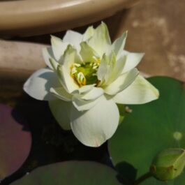 White Puff / Si Thong Shuai / Red Commander / Thai Hu Love Deep combo (4 Tubers)