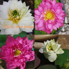 White Puff / Si Thong Shuai / Red Commander / Thai Hu Love Deep combo (4 Tubers)