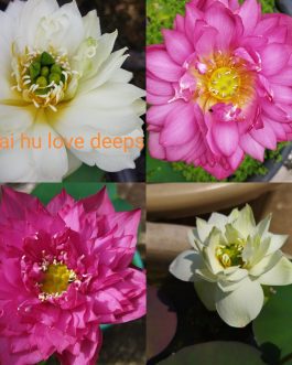 White Puff / Si Thong Shuai / Red Commander / Thai Hu Love Deep combo (4 Tubers)