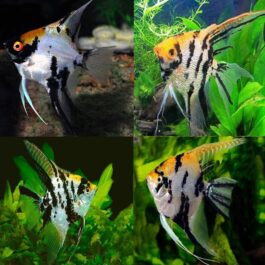 Golden Marble Angel (4 pieces)