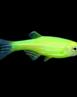 Fluorescent Green Zebra ( 5 pcs)