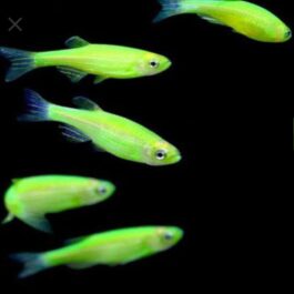 Fluorescent Green Zebra ( 5 pcs)