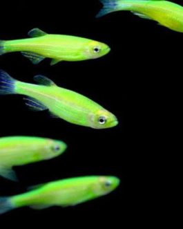 Fluorescent Green Zebra ( 5 pcs)