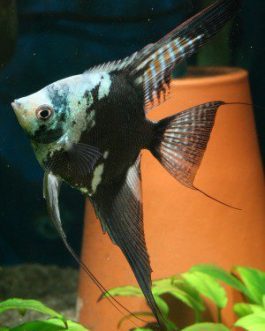 Blue Chocolate Angel (4 nos)