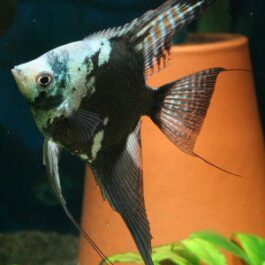 Blue Chocolate Angel Adult