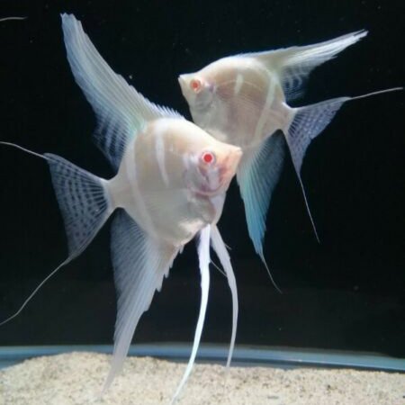 Albino Dantum( Albino Pearl Scale) (4 Pieces) - Image 3
