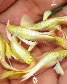 Full Gold Guppy Pair