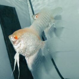 Albino Dantum( Albino Pearl Scale) (4 Pieces)