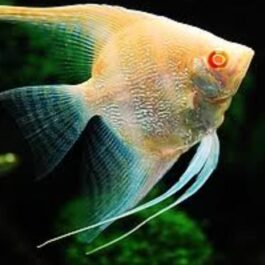 Albino Dantum( Albino Pearl Scale) (4 Pieces)