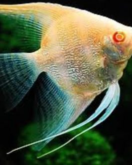 Albino Dantum( Albino Pearl Scale) (4 Pieces)