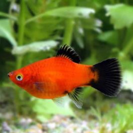 Wag Tail Platty ( 5 Pieces )