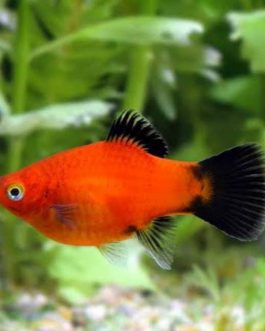 Wag Tail Platty ( 5 Pieces )