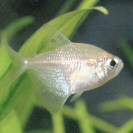 White Tetra ( 5 pcs)