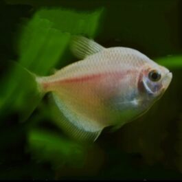 White Tetra ( 5 pcs)