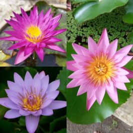 Miami rose, junelison, key largo, waterlilly tuber plant combo ( 3 tuber plants)