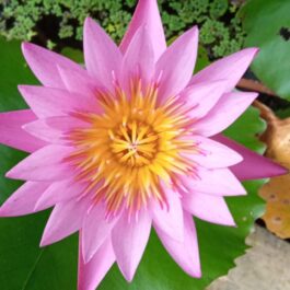 Miami rose, junelison, key largo, waterlilly tuber plant combo ( 3 tuber plants)