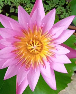 Miami rose, junelison, key largo, waterlilly tuber plant combo ( 3 tuber plants)