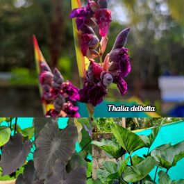 Colocasia thallia delbetta 3 plants combo