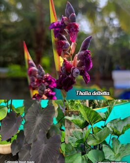 Colocasia thallia delbetta 3 plants combo