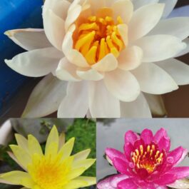 Water Lilly Combo ( 3 Plants )