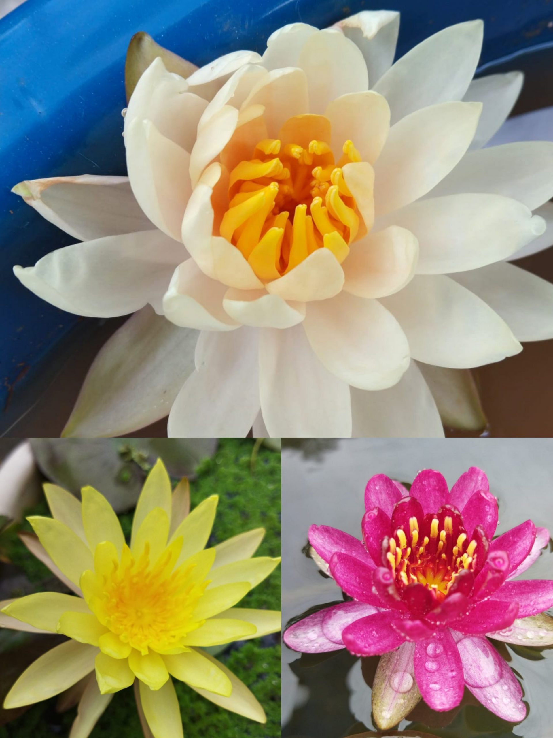 Water Lilly Combo ( 3 Plants )