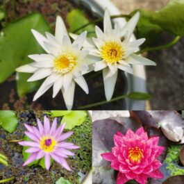 Waterlily combo ( 3 plants)