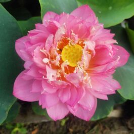 Pastel Blood, Peony Fairy, Drop Blood Lotus Combo (3 Plants Tubers)