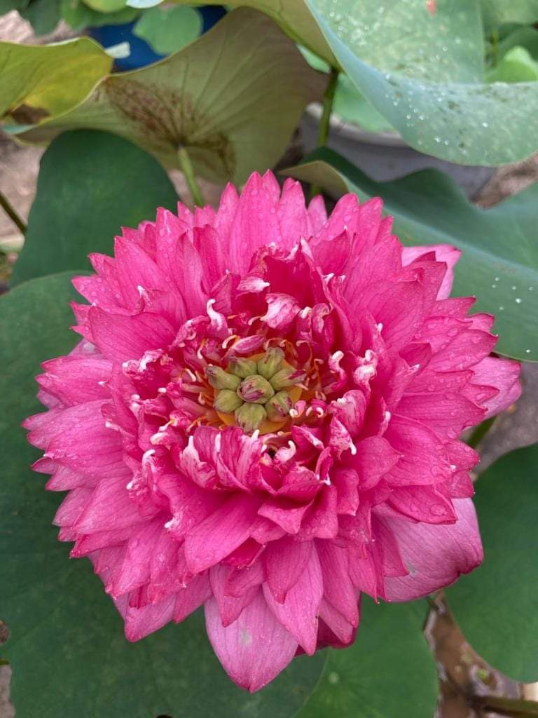 Super Lotus, Minglu, Peony Fairy lotus Combo (3 Tubers) - Image 3